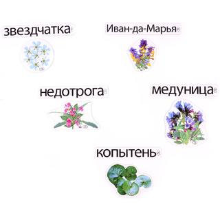 Набор магнитных карточек Почему так называются? (к плакату Лес, тема 7)