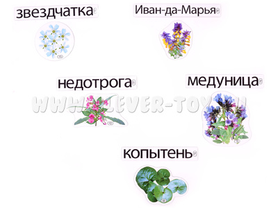 Набор магнитных карточек Почему так называются? (к плакату Лес, тема 7)