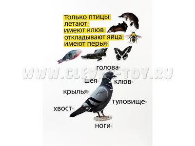 Набор магнитных карточек Кто такие птицы? (к плакату Птицы, тема 1)