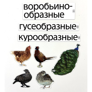 Набор магнитных карточек Кто кому родственник (к плакату Птицы, тема 6)